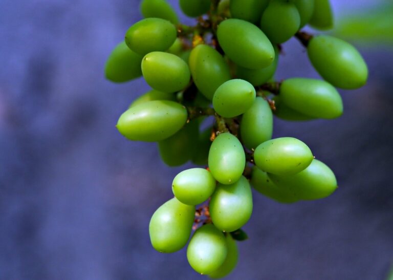 Food Industry and Health-Conscious Consumer Trends