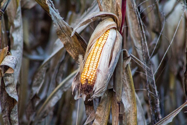 The Impact of Agroecology on Water Quality and Conservation: Diamondexch999 login, Sky exchange sign up, Diamondexch999